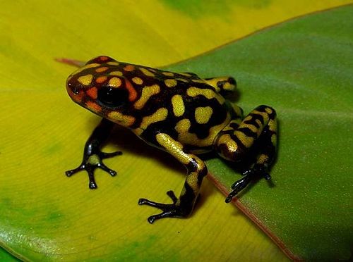 Harlequin poison frog